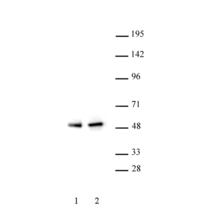 Western Blot - Anti-PAX5 Antibody (A320163) - Antibodies.com