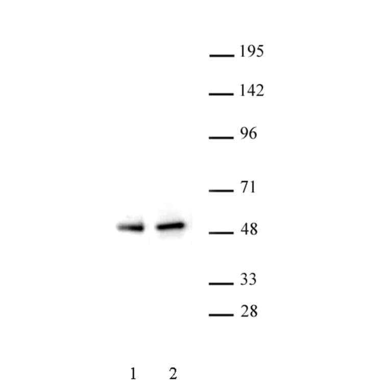 Western Blot - Anti-PAX5 Antibody (A320163) - Antibodies.com