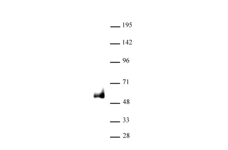 Western Blot - Anti-PAX6 Antibody (A320164) - Antibodies.com
