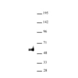 Western Blot - Anti-PAX6 Antibody (A320164) - Antibodies.com