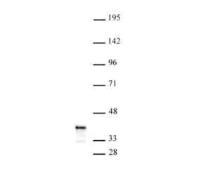 Western Blot - Anti-PDX1 Antibody (A320165) - Antibodies.com