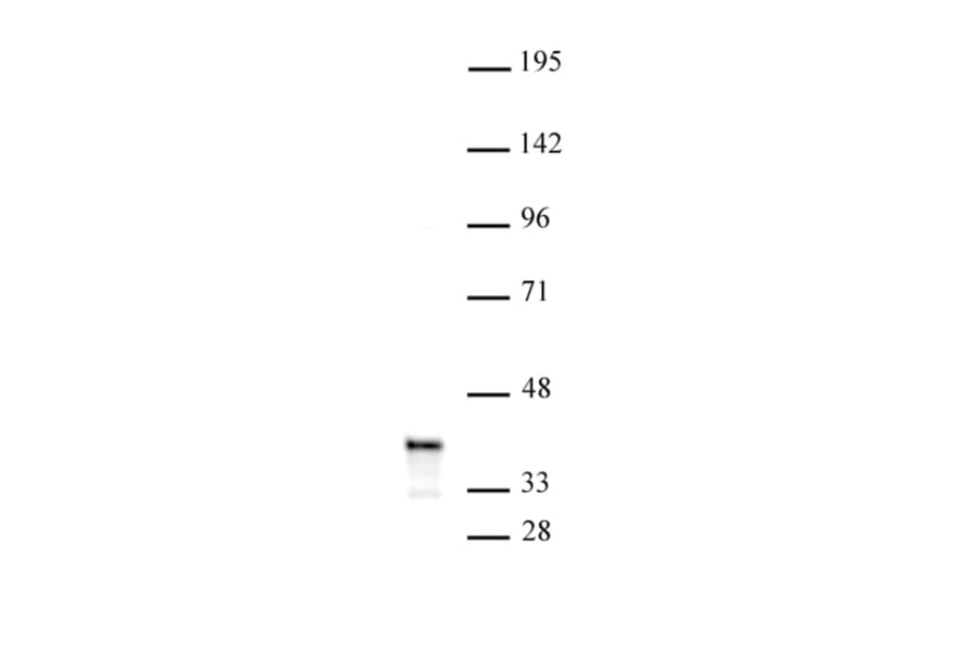 Western Blot - Anti-PDX1 Antibody (A320165) - Antibodies.com