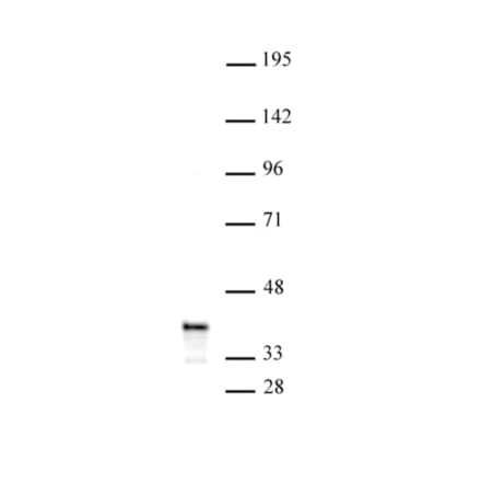 Western Blot - Anti-PDX1 Antibody (A320165) - Antibodies.com