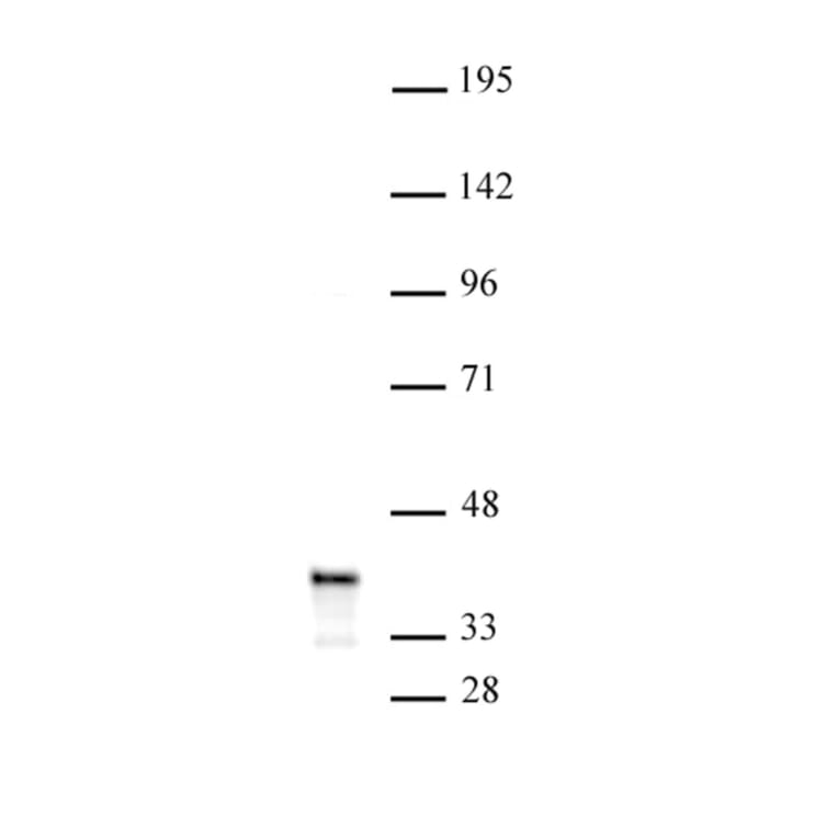 Western Blot - Anti-PDX1 Antibody (A320165) - Antibodies.com