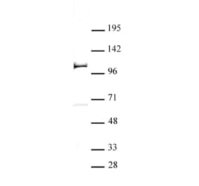 Western Blot - Anti-TZP Antibody (A320166) - Antibodies.com