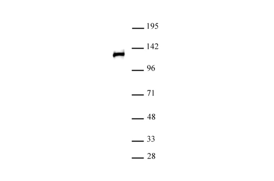 Western Blot - Anti-RPB2 Antibody (A320168) - Antibodies.com