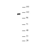Western Blot - Anti-RPB2 Antibody (A320168) - Antibodies.com