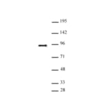 Western Blot - Anti-SATB2 Antibody (A320173) - Antibodies.com