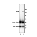 Immunoprecipitation  - Anti-SMC4 Antibody (A320175) - Antibodies.com