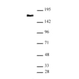 Western Blot - Anti-SMC4 Antibody (A320175) - Antibodies.com