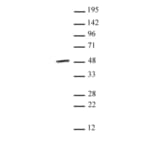 Western Blot - Anti-SMYD3 Antibody (A320176) - Antibodies.com