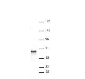 Western Blot - Anti-SOX11 Antibody (A320177) - Antibodies.com