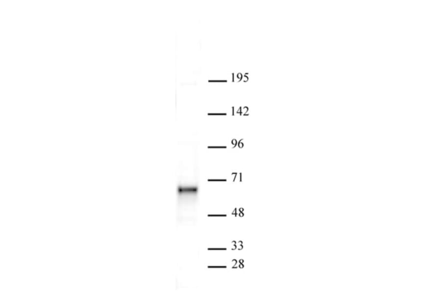 Western Blot - Anti-SOX11 Antibody (A320177) - Antibodies.com