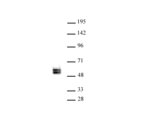 Western Blot - Anti-TCF7 Antibody (A320180) - Antibodies.com