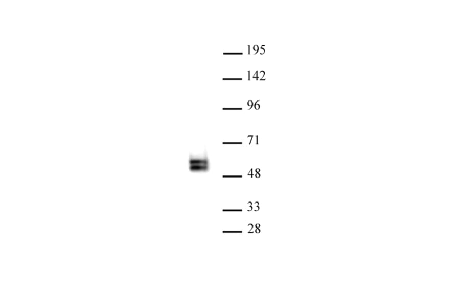 Western Blot - Anti-TCF7 Antibody (A320180) - Antibodies.com