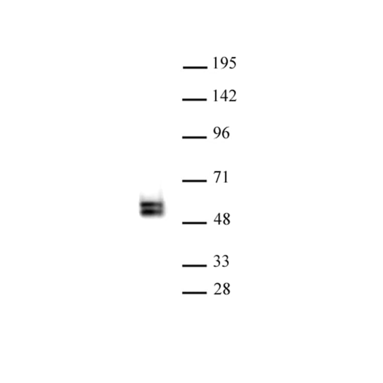Western Blot - Anti-TCF7 Antibody (A320180) - Antibodies.com
