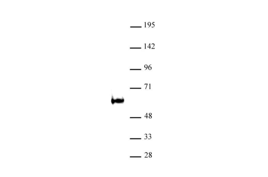 Western Blot - Anti-TDG Antibody (A320181) - Antibodies.com