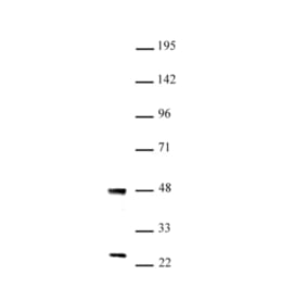 Western Blot - Anti-UTF1 Antibody (A320184) - Antibodies.com