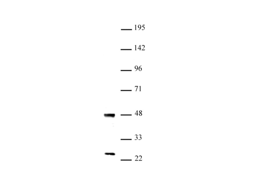 Western Blot - Anti-UTF1 Antibody (A320184) - Antibodies.com