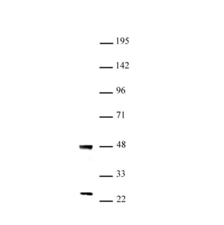 Western Blot - Anti-UTF1 Antibody (A320184) - Antibodies.com
