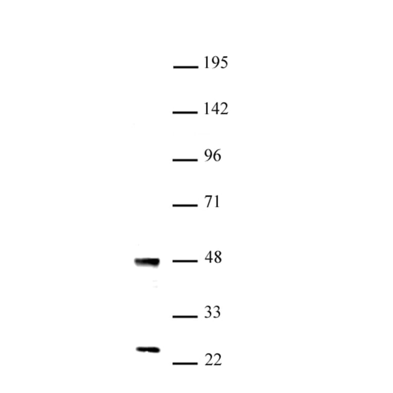 Western Blot - Anti-UTF1 Antibody (A320184) - Antibodies.com