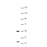 Western Blot - Anti-UTF1 Antibody (A320184) - Antibodies.com