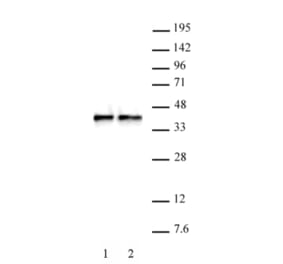 Western Blot - Anti-WDR5 Antibody (A320185) - Antibodies.com