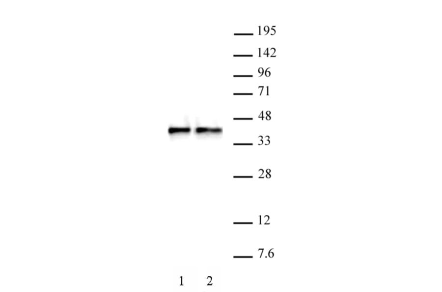 Western Blot - Anti-WDR5 Antibody (A320185) - Antibodies.com