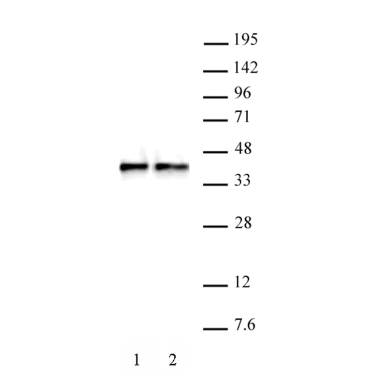 Western Blot - Anti-WDR5 Antibody (A320185) - Antibodies.com