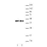 Western Blot - Anti-WDR5 Antibody (A320185) - Antibodies.com