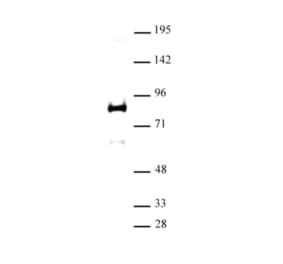 Western Blot - Anti-XRCC1 Antibody (A320186) - Antibodies.com