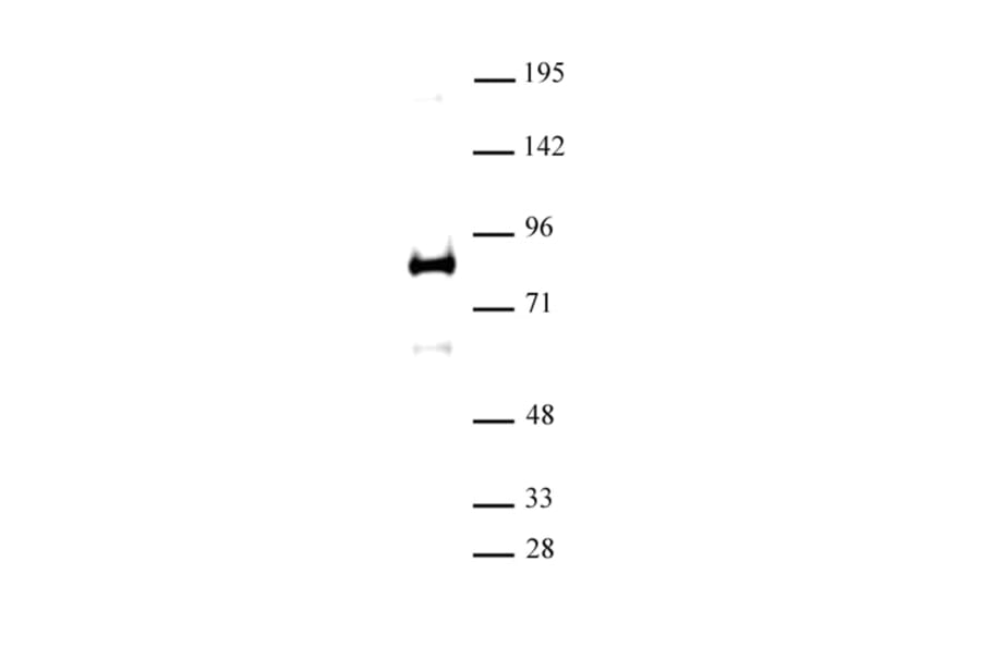 Western Blot - Anti-XRCC1 Antibody (A320186) - Antibodies.com