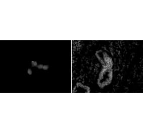 Immunofluorescence  - Anti-CHD5 Antibody [5A10] (A320276) - Antibodies.com