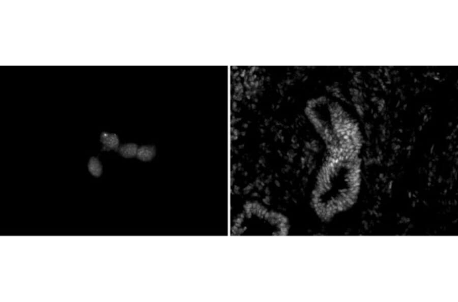Immunofluorescence  - Anti-CHD5 Antibody [5A10] (A320276) - Antibodies.com
