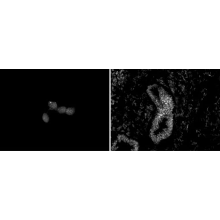 Immunofluorescence  - Anti-CHD5 Antibody [5A10] (A320276) - Antibodies.com