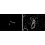 Immunofluorescence  - Anti-CHD5 Antibody [5A10] (A320276) - Antibodies.com