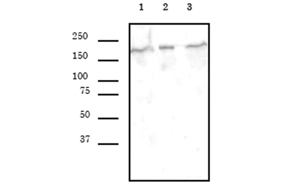 Western Blot - Anti-BRG1 Antibody [5B7] (A320277) - Antibodies.com