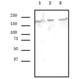 Western Blot - Anti-BRG1 Antibody [5B7] (A320277) - Antibodies.com