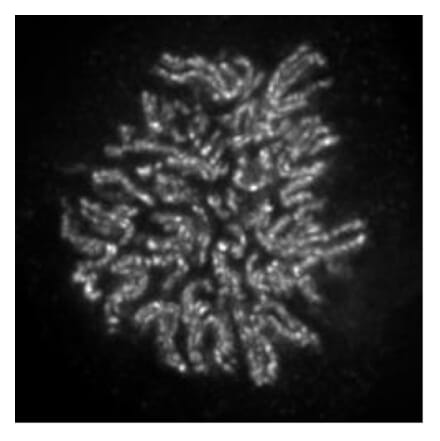 Immunofluorescence  - Anti-NCAPH2 Antibody [5F2G4] (A320279) - Antibodies.com