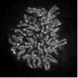 Immunofluorescence  - Anti-NCAPH2 Antibody [5F2G4] (A320279) - Antibodies.com