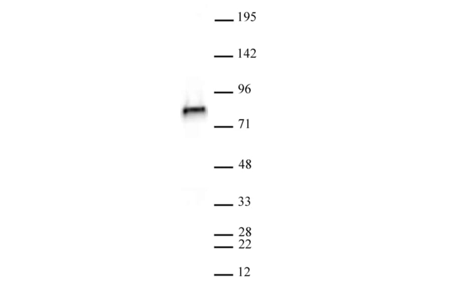 Western Blot - Anti-NCAPH2 Antibody [5F2G4] (A320279) - Antibodies.com