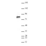 Western Blot - Anti-NCAPH2 Antibody [5F2G4] (A320279) - Antibodies.com