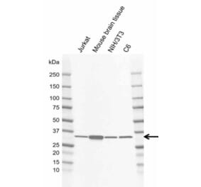 Western Blot - Anti-GNB1 Antibody [AB04/2E5] (A320289) - Antibodies.com