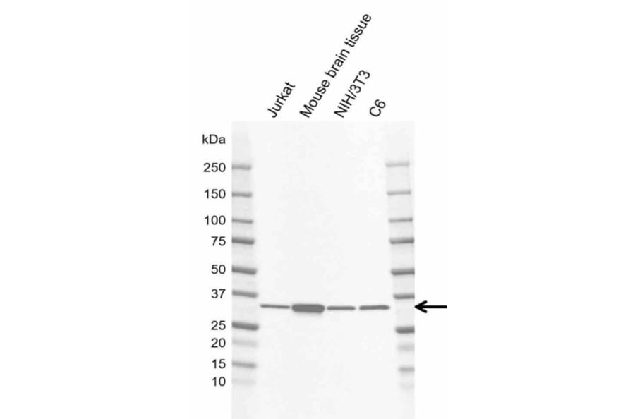 Western Blot - Anti-GNB1 Antibody [AB04/2E5] (A320289) - Antibodies.com