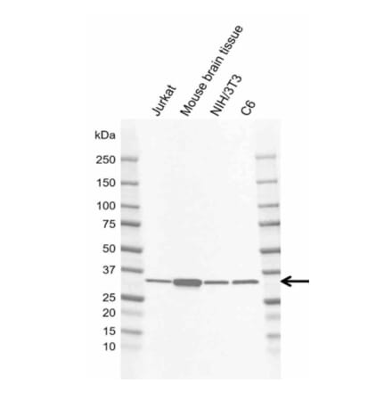 Western Blot - Anti-GNB1 Antibody [AB04/2E5] (A320289) - Antibodies.com