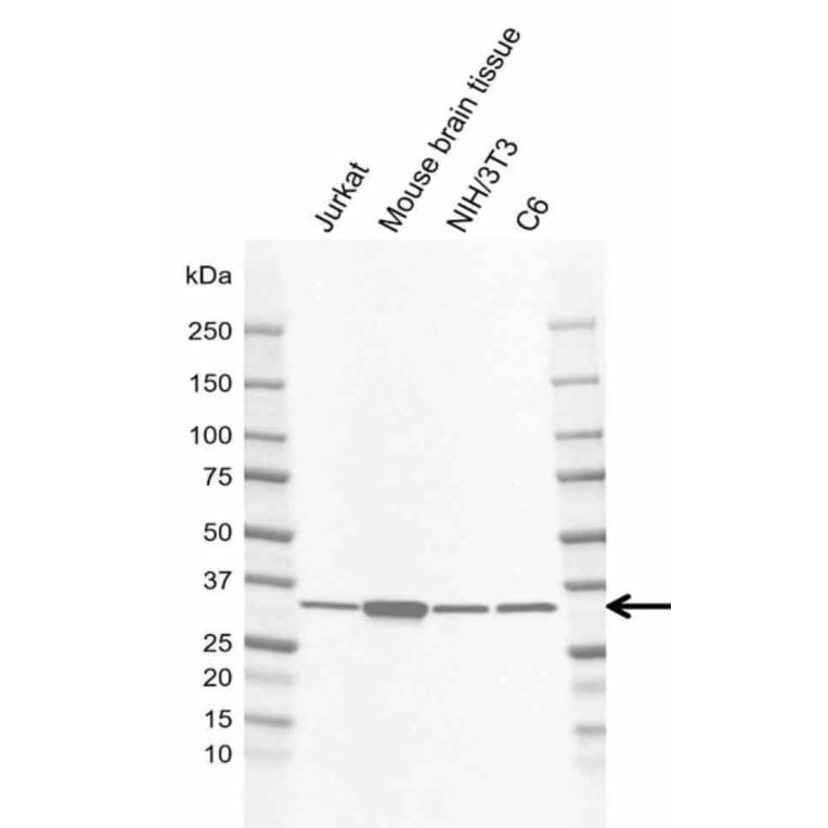 Western Blot - Anti-GNB1 Antibody [AB04/2E5] (A320289) - Antibodies.com