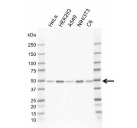 Western Blot - Anti-RRAGC Antibody [AB02/2G5] (A320290) - Antibodies.com