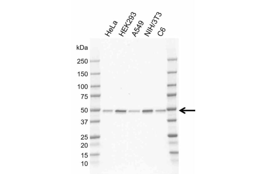 Western Blot - Anti-RRAGC Antibody [AB02/2G5] (A320290) - Antibodies.com