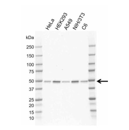 Western Blot - Anti-RRAGC Antibody [AB02/2G5] (A320290) - Antibodies.com