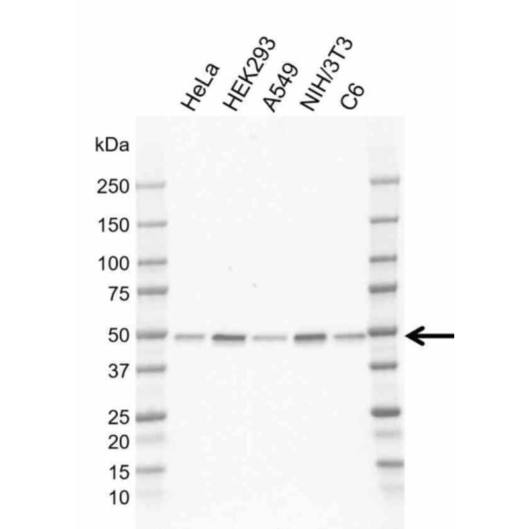 Western Blot - Anti-RRAGC Antibody [AB02/2G5] (A320290) - Antibodies.com